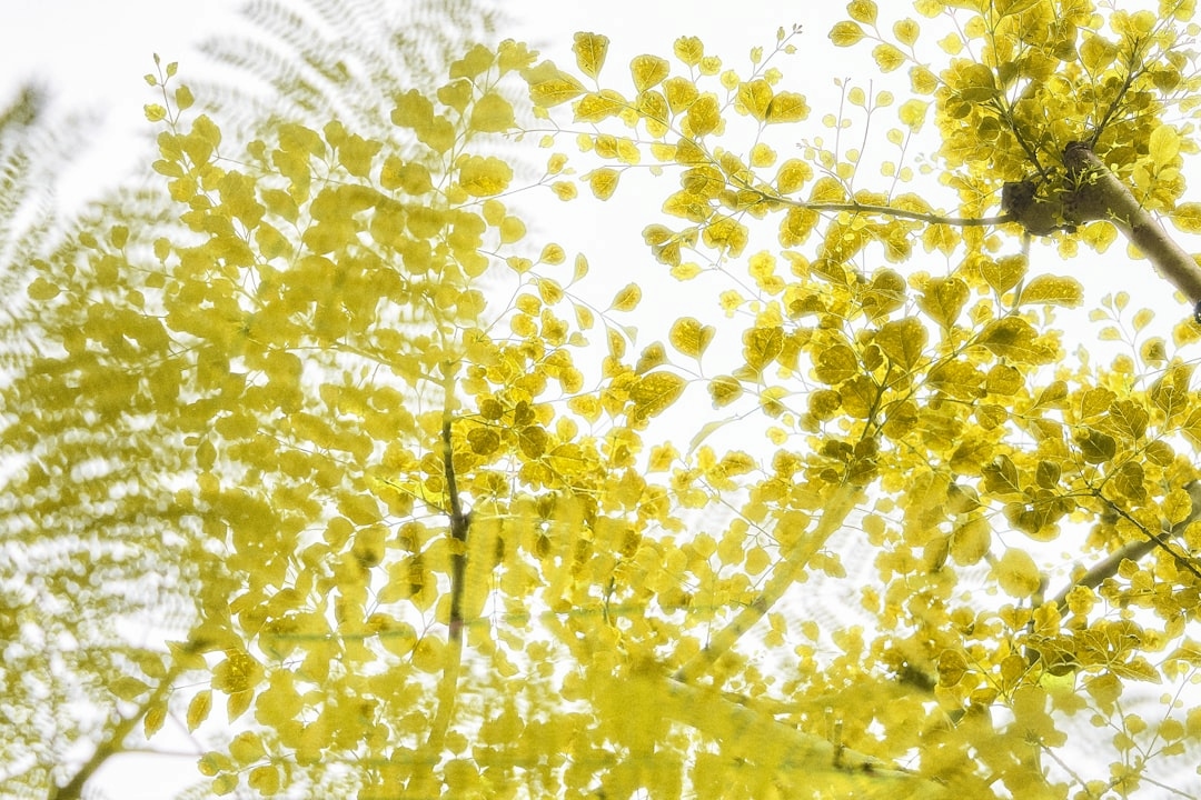 Декоративная иллюстрация